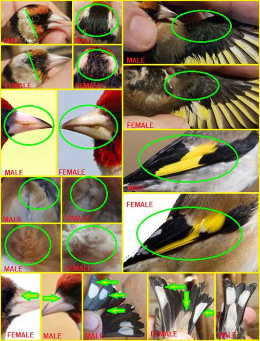 Few ways of sexing male and female European goldfinches